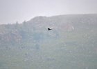 Roodpootvalk (Falco vespertinus) Hustai Nuruu 10-08-2016 (1)